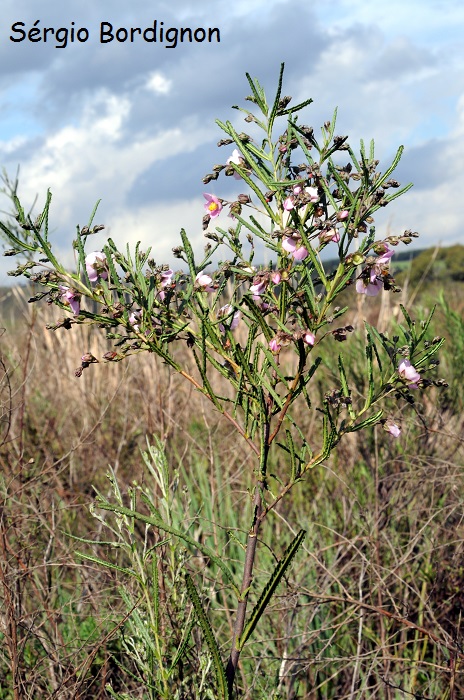 Monteiroa ptarmicifolia