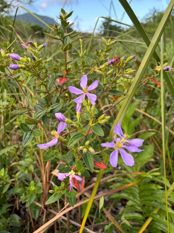 Tibouchina asperior