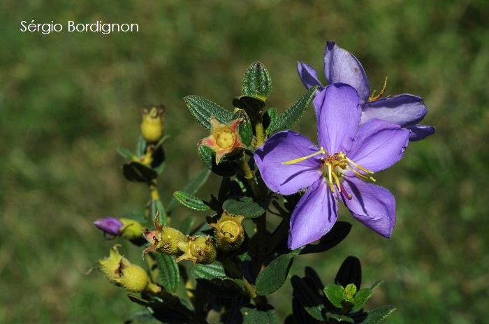 Tibouchina asperior