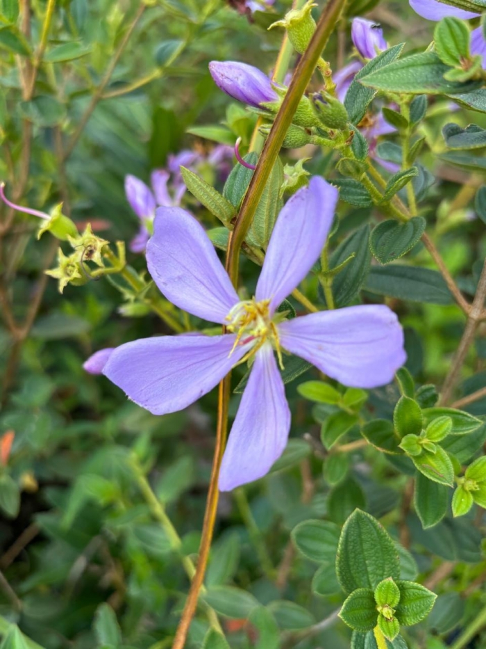 Tibouchina asperior