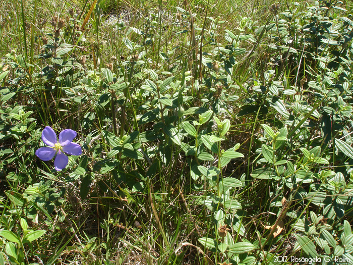 Tibouchina asperior