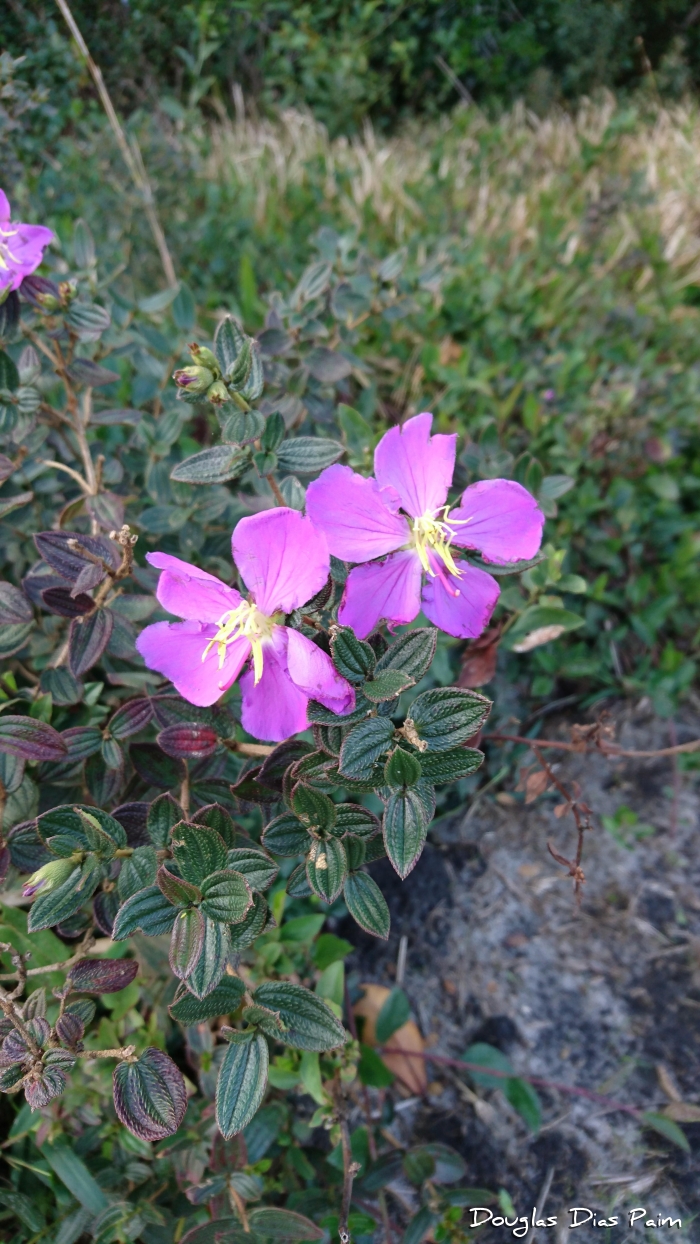 Tibouchina asperior