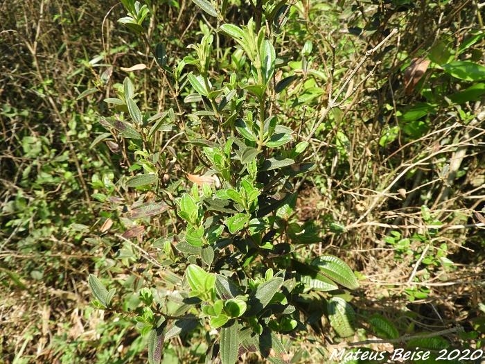 Tibouchina asperior