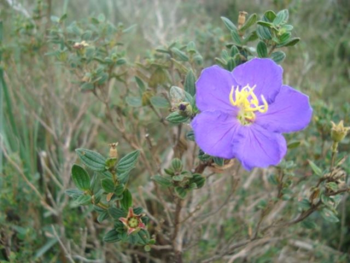 Tibouchina asperior