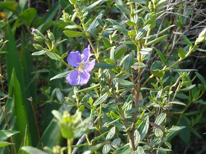 Tibouchina asperior