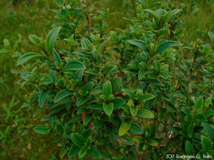 Tibouchina asperior