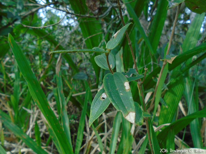 Tibouchina asperior