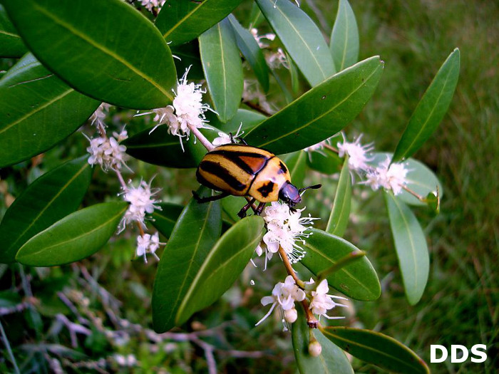 Eugenia dimorpha