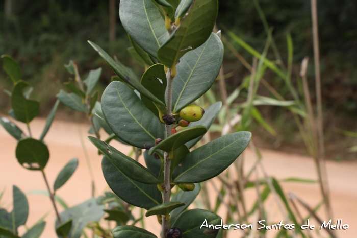 Eugenia dimorpha