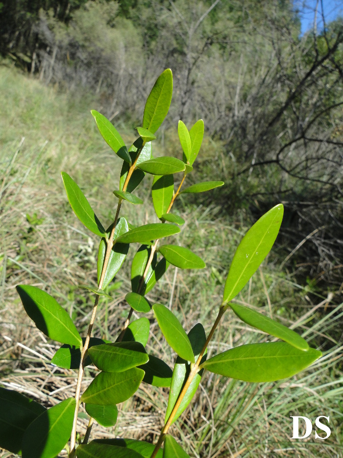 Eugenia dimorpha