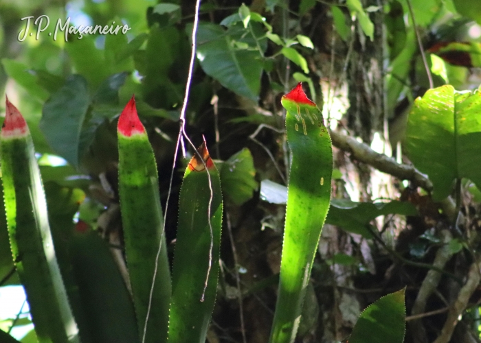 Wittrockia superba