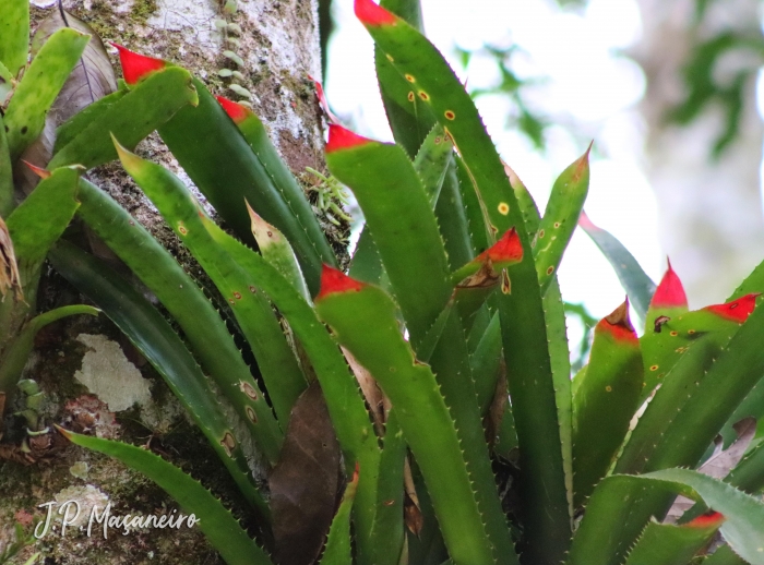 Wittrockia superba