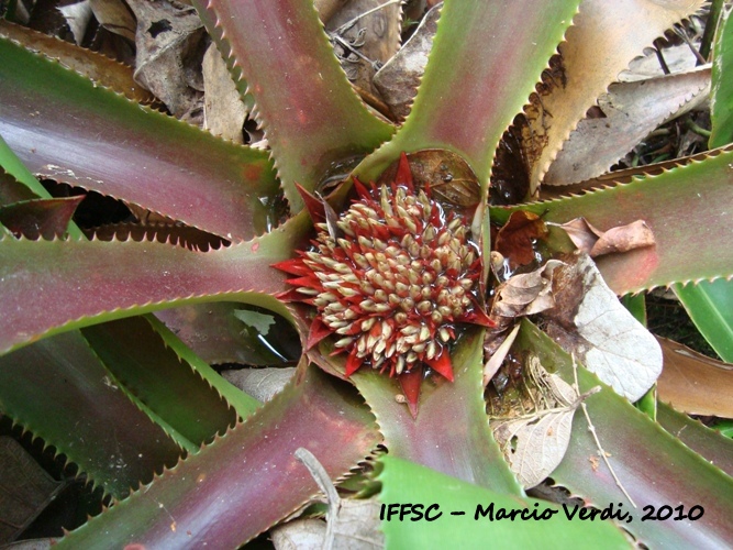 Wittrockia superba