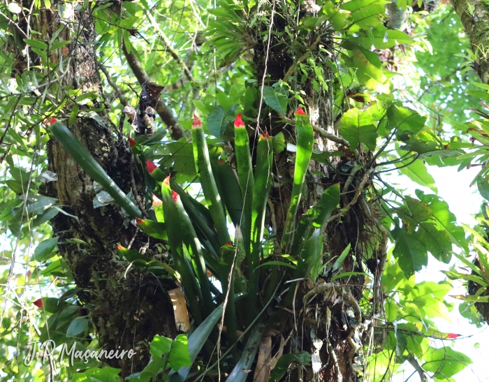 Wittrockia superba