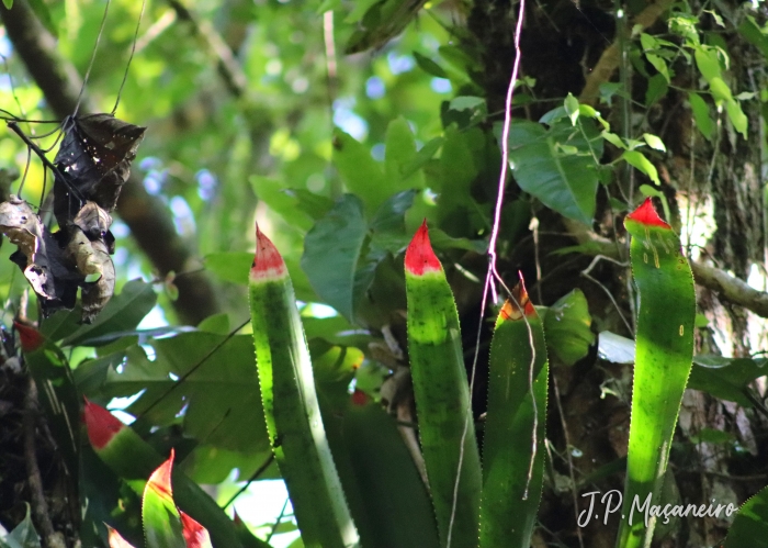 Wittrockia superba