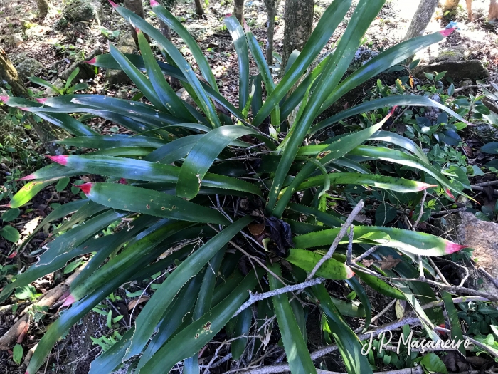 Wittrockia superba