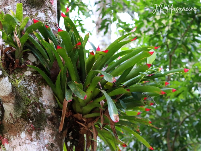 Wittrockia superba