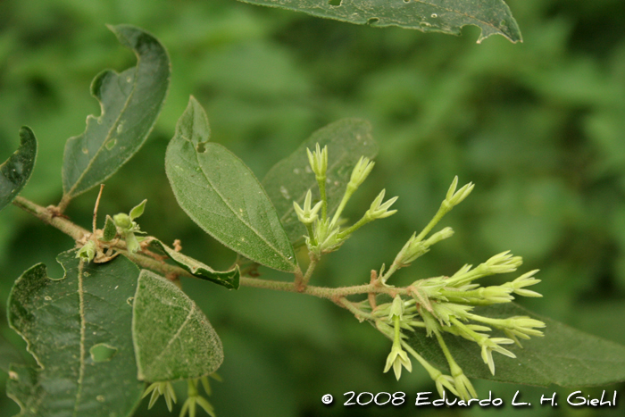 Cestrum strigillatum