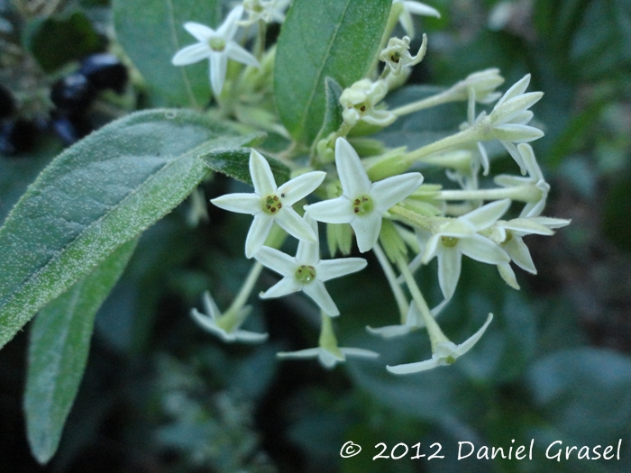 Cestrum strigillatum