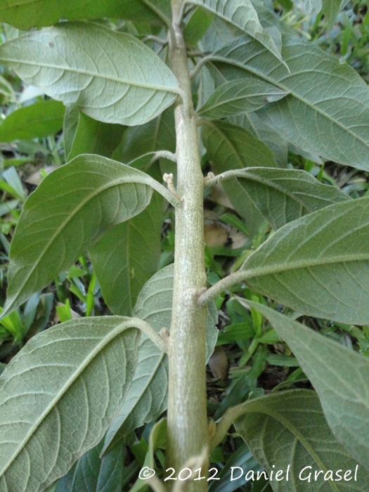 Cestrum strigillatum