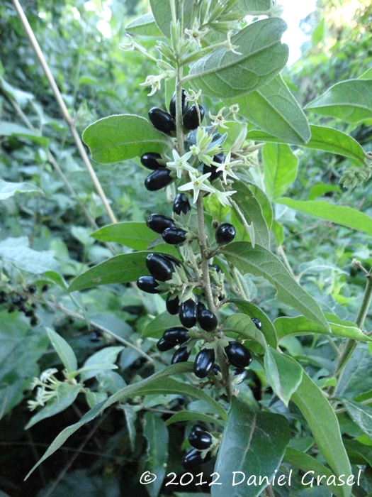 Cestrum strigillatum