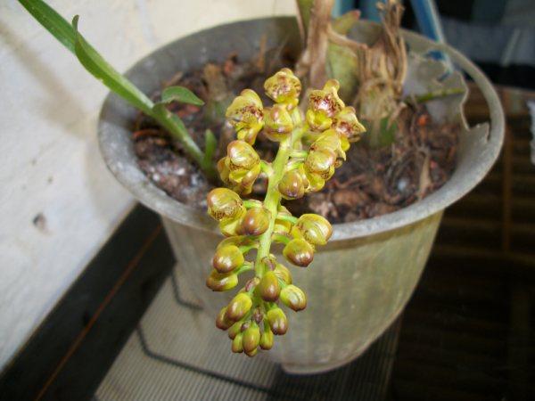 Grobya fascifera