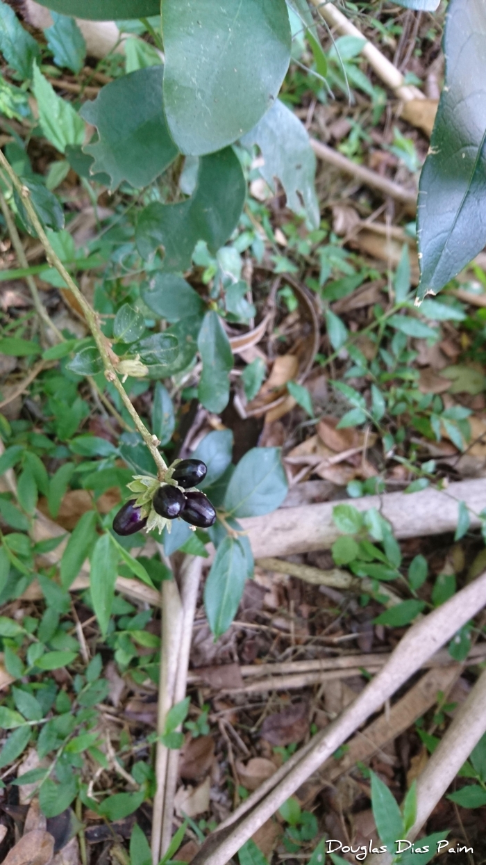 Cestrum strigillatum