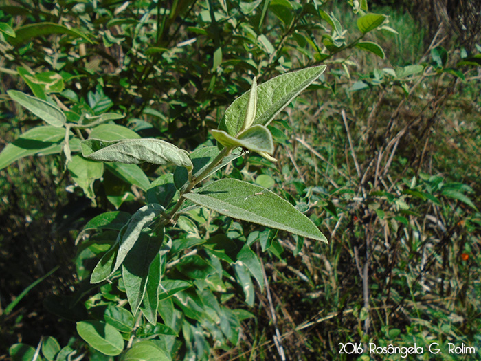 Cestrum strigillatum