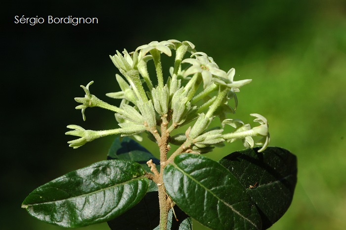 Cestrum strigillatum