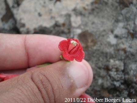 Sinningia sellovii
