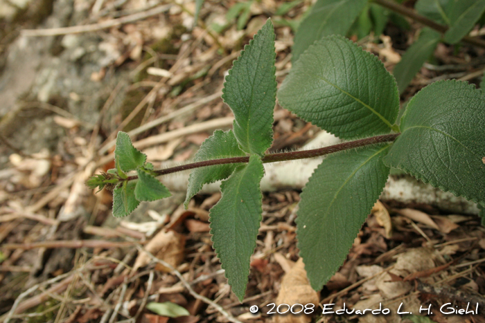 Sinningia sellovii