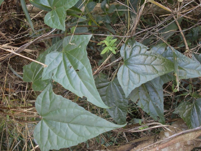 Mikania campanulata