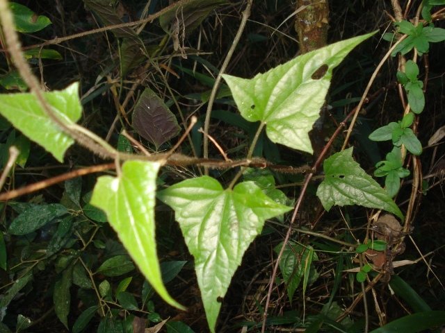 Mikania campanulata