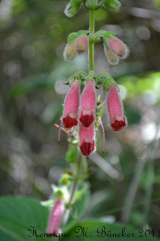 Sinningia sellovii