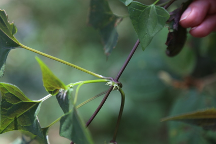 Mikania campanulata