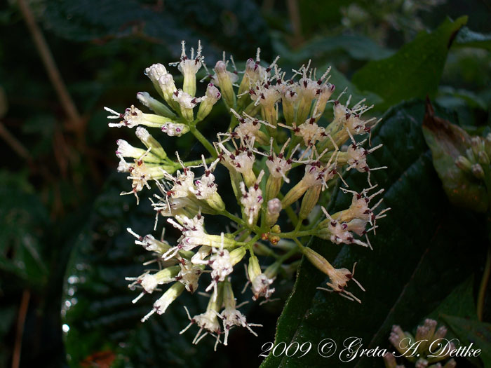 Mikania campanulata