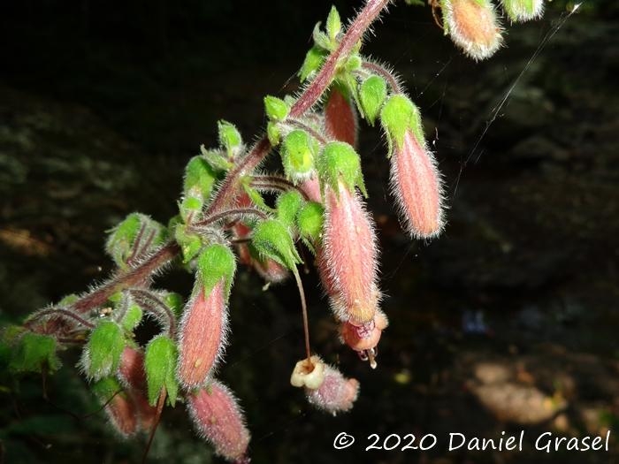 Sinningia sellovii