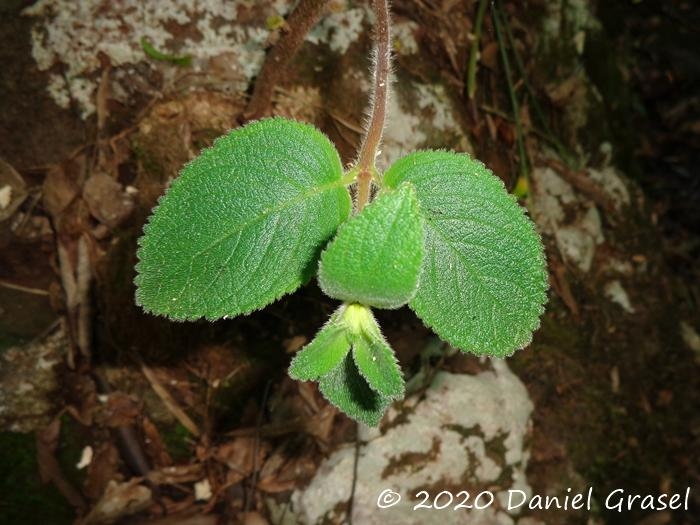 Sinningia sellovii