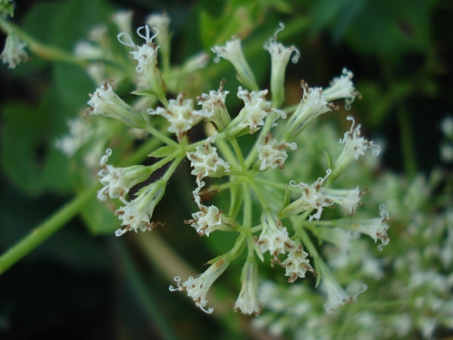 Mikania cordifolia