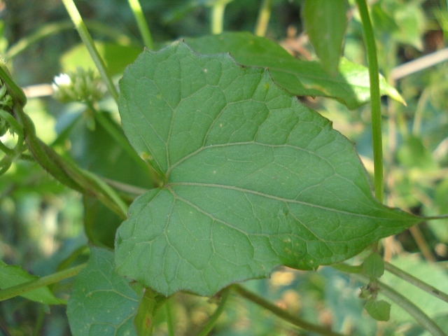 Mikania cordifolia