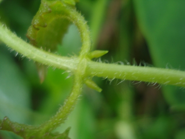 Mikania cordifolia