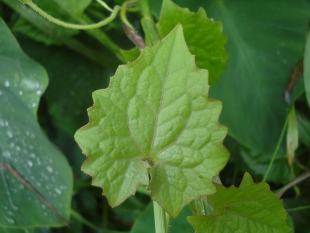 Mikania cordifolia