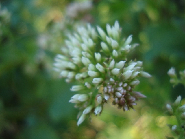 Mikania cordifolia