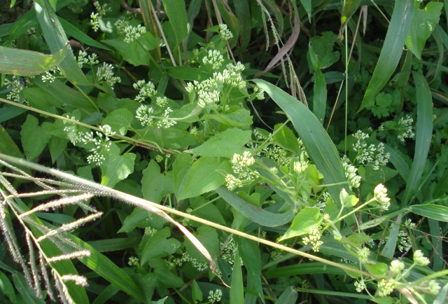 Mikania cordifolia