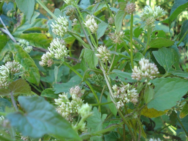 Mikania cordifolia