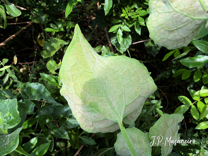 Mikania cordifolia