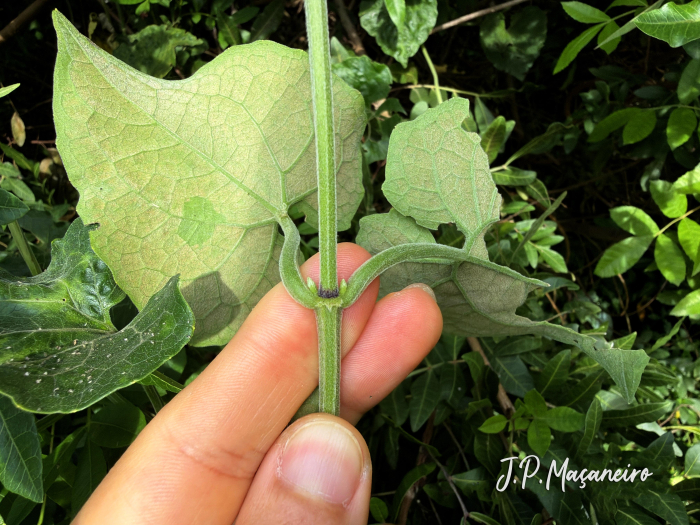 Mikania cordifolia