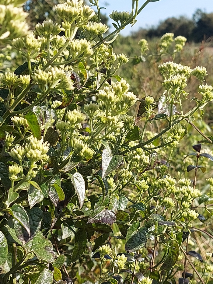 Mikania cordifolia