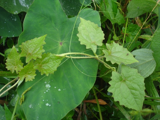 Mikania cordifolia