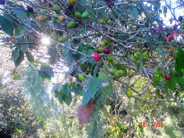 Eugenia uruguayensis